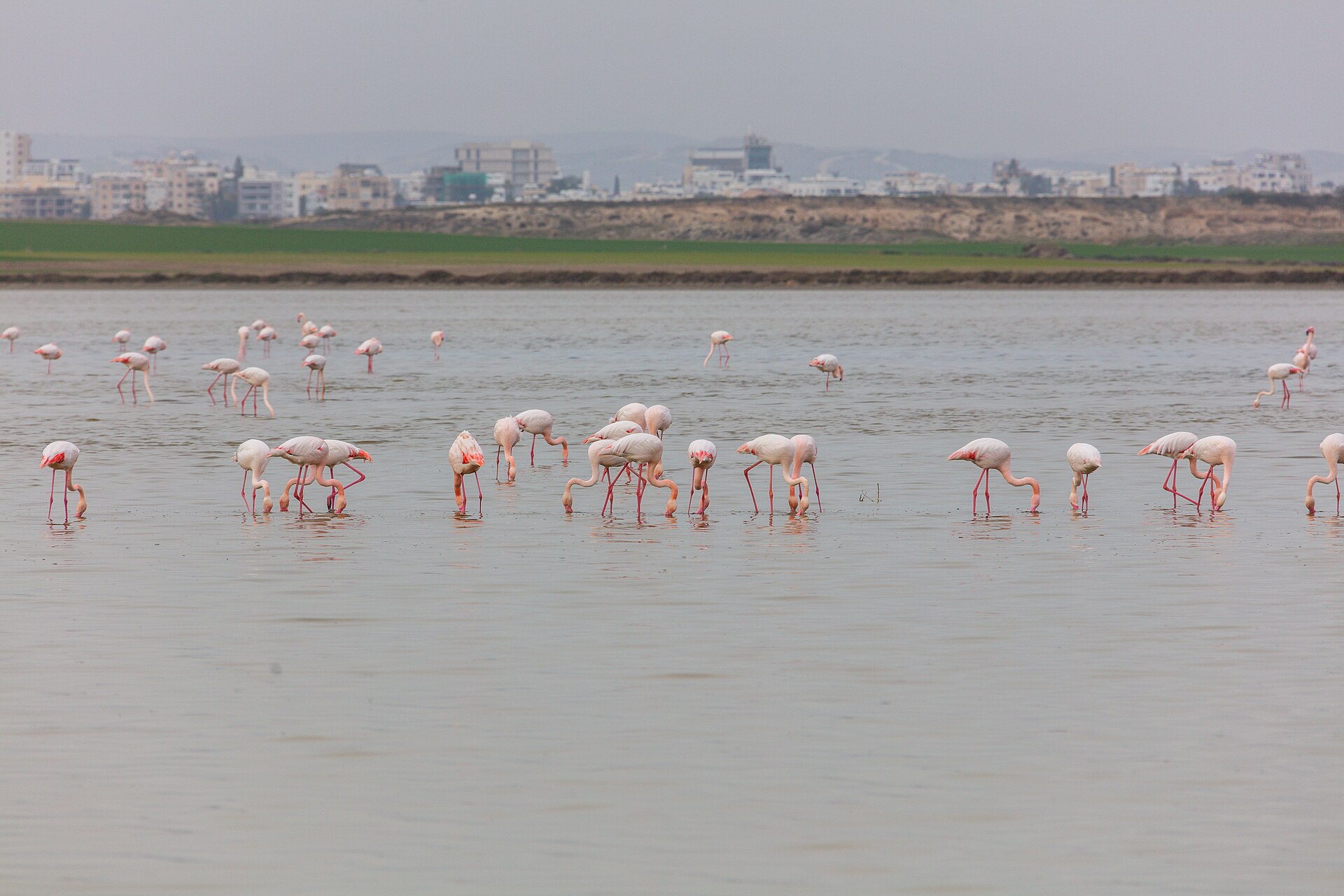 Flamingor i saltsjön utanför Larnaca